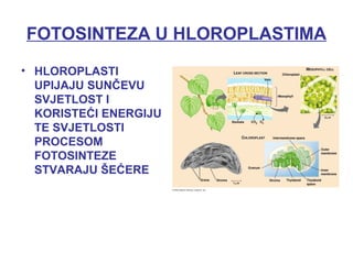 FOTOSINTEZA U HLOROPLASTIMA
• HLOROPLASTI
UPIJAJU SUNČEVU
SVJETLOST I
KORISTEĆI ENERGIJU
TE SVJETLOSTI
PROCESOM
FOTOSINTEZE
STVARAJU ŠEĆERE
 