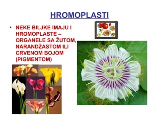 HROMOPLASTI
• NEKE BILJKE IMAJU I
HROMOPLASTE –
ORGANELE SA ŽUTOM,
NARANDŽASTOM ILI
CRVENOM BOJOM
(PIGMENTOM)
 