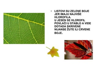 • LISTOVI SU ZELENE BOJE
JER IMAJU NAJVIŠE
HLOROFILA.
U JESEN SE HLOROFIL
POVLAČI U STABLO A VIDE
DOTADA SKRIVENE
NIJANSE ŽUTE ILI CRVENE
BOJE.
 