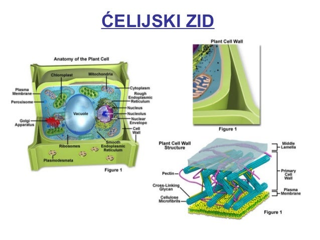 Biljna i životinjska ćelija