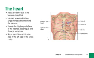 Chapter 1 The Electrocardiogram 5
The heart
• About the same size as its
owner’s closed fist.
• Located between the two
lungs in mediastinum behind
the sternum.
• Lies on the diaphragm in front
of the trachea, esophagus, and
thoracic vertebrae.
• About two thirds of it is situ-
ated in the left side of the chest
cavity.
2nd rib
Sternum
Base of the
heart
Diaphragm
5th rib
Apex of the
heart
A
sha19766_cp01.indd 5
sha19766_cp01.indd 5 7/24/06 1:19:43 PM
7/24/06 1:19:43 PM
 