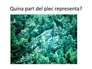 Quina part del plec representa?
 