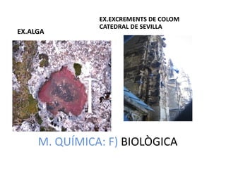 EX.EXCREMENTS DE COLOM
               CATEDRAL DE SEVILLA
EX.ALGA




     M. QUÍMICA: F) BIOLÒGICA
 