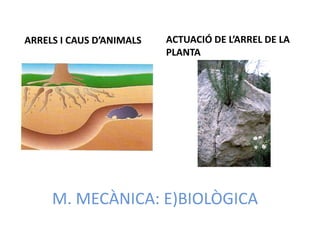 ARRELS I CAUS D’ANIMALS   ACTUACIÓ DE L’ARREL DE LA
                          PLANTA




     M. MECÀNICA: E)BIOLÒGICA
 