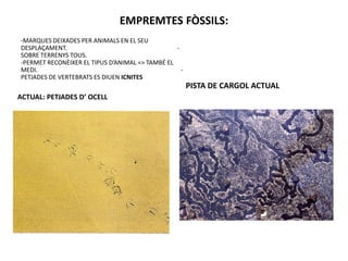 EMPREMTES FÒSSILS:
-MARQUES DEIXADES PER ANIMALS EN EL SEU
DESPLAÇAMENT.                                    -
SOBRE TERRENYS TOUS.
-PERMET RECONÈIXER EL TIPUS D’ANIMAL => TAMBÉ EL
MEDI.                                              -
PETJADES DE VERTEBRATS ES DIUEN ICNITES
                                                       PISTA DE CARGOL ACTUAL
ACTUAL: PETJADES D’ OCELL
 