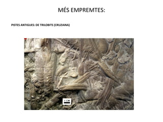 MÉS EMPREMTES:

PISTES ANTIGUES: DE TRILOBITS (CRUZIANA)
 