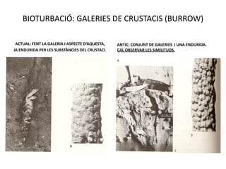 BIOTURBACIÓ: GALERIES DE CRUSTACIS (BURROW)

 ACTUAL: FENT LA GALERIA I ASPECTE D’AQUESTA,   ANTIC: CONJUNT DE GALERIES I UNA ENDURIDA.
JA ENDURIDA PER LES SUBSTÀNCIES DEL CRUSTACI.   CAL OBSERVAR LES SIMILITUDS.
 