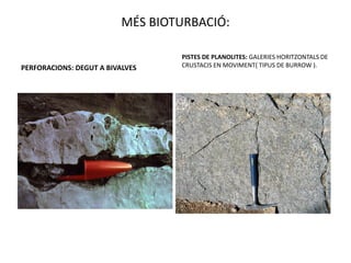 MÉS BIOTURBACIÓ:

                                  PISTES DE PLANOLITES: GALERIES HORITZONTALS DE
PERFORACIONS: DEGUT A BIVALVES    CRUSTACIS EN MOVIMENT( TIPUS DE BURROW ).
 