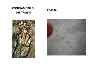 CONTRAMOTLLO:
                EIVISSA
  DEL TRIÀSIC
 