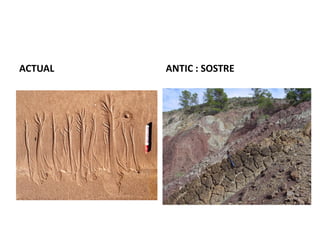 ACTUAL   ANTIC : SOSTRE
 