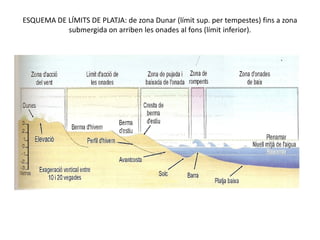 ESQUEMA DE LÍMITS DE PLATJA: de zona Dunar (límit sup. per tempestes) fins a zona
           submergida on arriben les onades al fons (límit inferior).
 