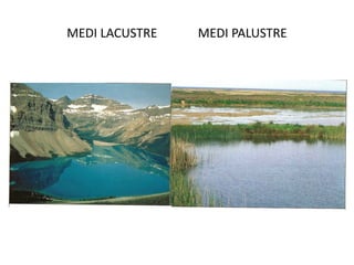 MEDI LACUSTRE   MEDI PALUSTRE
 
