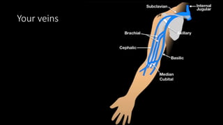 Your veins
 