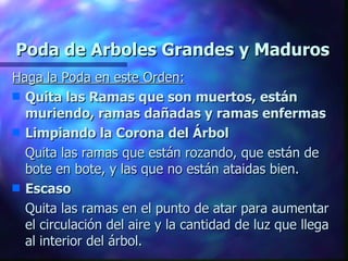 Poda de Arboles Grandes y Maduros Haga la Poda en este Orden: Quita las Ramas que son muertos, están muriendo, ramas dañadas y ramas enfermas Limpiando la Corona del Árbol Quita las ramas que están rozando, que están de bote en bote, y las que no están ataidas bien. Escaso Quita las ramas en el punto de atar para aumentar el circulación del aire y la cantidad de luz que llega al interior del árbol. 
