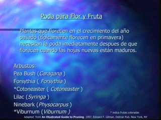 Poda para Flor y Fruta   Plantas que florecen en el crecimiento del año pasado (típicamente florecen en primavera) necesitan la poda imediatamente despues de que florecen cuando las hojas nuevas están maduros. Arbustos : Pea Bush ( Caragana  ) Forsythia (  Forsythia  ) *Cotoneaster (  Cotoneaster  ) Lilac ( Syringa  ) Ninebark ( Physocarpus  ) *Viburnum ( Viburnum ) * indica frutas coloradas Adapted  from  An Illustrated Guide to Pruning . 1997. Edward F. Gilman. Delmar Pub. New York, NY 