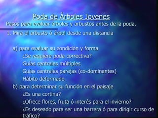 Poda de Árboles Jovenes Pasos para evaluar árboles y arbustos antes de la poda. 1. Mira el arbusto ó árbol desde una distancia  a) para evaluar su condición y forma  ¿Se requiere poda correctiva? Guías centrales múltiples Guías centrales parejas (co-dominantes) Hábito deformado b) para determinar su función en el paisaje ¿Es una cortina? ¿Ofrece flores, fruta ó interés para el invierno? ¿Es deseado para ser una barrera ó para dirigir curso de  tráfico? Adapted  from  An Illustrated Guide to Pruning . 1997. Edward F. Gilman. Delmar Pub. New York, NY   