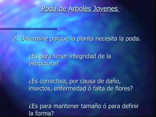   Poda de Árboles Jovenes  2. Determine porque la planta necesita la poda. ¿Es para tener integridad de la  estructura? ¿Es correctiva, por causa de daño,  insectos, enfermedad ó falta de flores? ¿Es para mantener tamaño ó para definir  la forma? Adapted  from  An Illustrated Guide to Pruning . 1997. Edward F. Gilman. Delmar Pub. New York, NY 