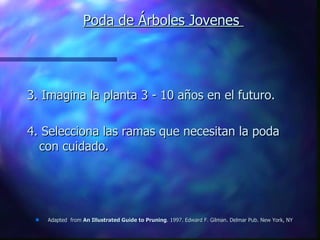 Poda de Árboles Jovenes  3. Imagina la planta 3 - 10 años en el futuro. 4. Selecciona las ramas que necesitan la poda con cuidado. Adapted  from  An Illustrated Guide to Pruning . 1997. Edward F. Gilman. Delmar Pub. New York, NY 
