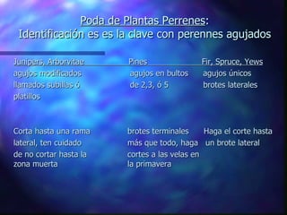 Poda de Plantas Perrenes : Identificación es es la clave con perennes agujados Junipers, Arborvitae  Pines  Fir, Spruce, Yews agujos modificados      agujos en bultos  agujos únicos llamados subillas ó     de 2,3, ó 5  brotes laterales platillos   Corta hasta una rama   brotes terminales Haga el corte hasta  lateral, ten cuidado     más que todo, haga  un brote lateral de no cortar hasta la     cortes a las velas en   zona muerta     la primavera 