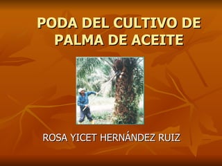PODA DEL CULTIVO DE PALMA DE ACEITE ROSA YICET HERNÁNDEZ RUIZ 