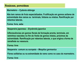 Rosáceas, pomoideas
 Marmeleiro – Cydonia oblonga
 Não tem ramos de fruto especializados. Frutificação em gomos axilares de
 extremidade dos ramos ou terminais, foliares ou mistos. Ramificação por
 rebentos laterais.
 Forma: livre, sebe

 Nespereira japonesa – Eryobrotia japonica
 Inflorescências em gomos florais de formação pronta, terminais, em
 raminhos nascidos no fim do Verão de gomos mistos, próximos da
 extremidade. Ramificação por rebentos laterais, o que origina a forma de
 ramalhete ou vassoura.
 Forma: livre
 Nespereira comum ou europeia – Mespilus germanica
 Flores solitárias ou na extremidade do ramo como no caso do marmeleiro.
 Forma: livre
 