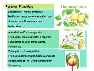 Rosáceas, Prunoideas
 Damasqueiro – Prunus armeniaca
 Frutifica em ramos mistos e esporões, com
  duração curta. Floração precoce!
 Forma: vaso

  Amendoeira – Prunus amygdalus
  Frutificação em ramos mistos e esporões,
  semelhantes aos dos damasqueiros.
  Forma: vaso
  Pessegueiro – Prunus persica
  Frutifica em ramos mistos. Gomos agrupados
  de dois a três por nó. Gomo terminal foliar.
  Forma: vaso
 