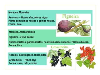 Moracea, Moroidea
Amoreira – Morus alba, Morus nigra
Planta com ramos mistos e gomos mistos.
Forma: livre

Moracea, Artocarpoidea
Figueira – Ficus carica
Ramos mistos c gomos mistos, na extremidade superior. Plantas dioicas.
Forma: livre


Rosales, Saxifragacea, Ribesoidea
Groselheira – Ribes spp
Forma: vaso, tufo, cordão
 