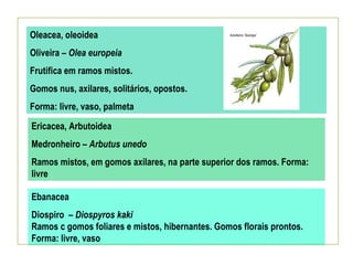 Oleacea, oleoidea
Oliveira – Olea europeia
Frutifica em ramos mistos.
Gomos nus, axilares, solitários, opostos.
Forma: livre, vaso, palmeta

Ericacea, Arbutoidea
Medronheiro – Arbutus unedo
Ramos mistos, em gomos axilares, na parte superior dos ramos. Forma:
livre

Ebanacea
Diospiro – Diospyros kaki
Ramos c gomos foliares e mistos, hibernantes. Gomos florais prontos.
Forma: livre, vaso
 