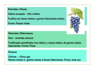 Ramnales, Vitacea
Videira europeia – Vitis vinifera
Frutifica em ramos mistos c gomos hibernantes mistos.
Forma: Presas várias


Ramnales, Dillenneacea
Kiwi – Actinidia sinensis
Frutificação semelhante á da videira, c ramos mistos, de gomos mistos
hibernantes. Forma: Presa

Rutacea
Citrinos – Citrus spp
Ramos mistos c/ gomos mistos e florais hibernantes. Forma: bola oca
 