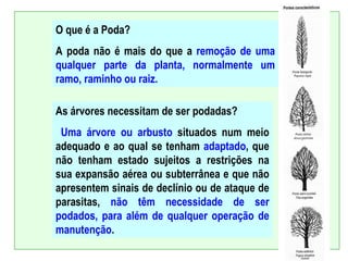 O que é a Poda?
A poda não é mais do que a remoção de uma
qualquer parte da planta, normalmente um
ramo, raminho ou raiz.

As árvores necessitam de ser podadas?
 Uma árvore ou arbusto situados num meio
adequado e ao qual se tenham adaptado, que
não tenham estado sujeitos a restrições na
sua expansão aérea ou subterrânea e que não
apresentem sinais de declínio ou de ataque de
parasitas, não têm necessidade de ser
podados, para além de qualquer operação de
manutenção.
 
