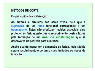 MÉTODOS DE CORTE
Os princípios da cicatrização
As árvores e arbustos são seres vivos, pelo que a
supressão de um ramo funcional corresponde a um
traumatismo. Estes não produzem tecidos especiais para
proteger as feridas pelo que o recobrimento destas faz-se
pela formação de um anel de cicatrização que se
desenvolve da períferia para o interior.
Assim quanto menor for a dimensão da ferida, mais rápido
será o recobrimento e portanto mais limitados os riscos de
infecção.
 
