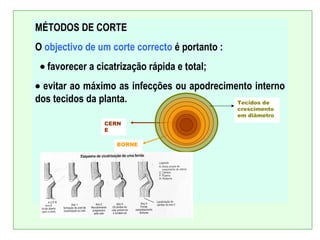 MÉTODOS DE CORTE
O objectivo de um corte correcto é portanto :
 • favorecer a cicatrização rápida e total;
• evitar ao máximo as infecções ou apodrecimento interno
dos tecidos da planta.                       Tecidos de
                                                crescimento
                                                em diâmetro
                 CERN
                 E

                    BORNE
 