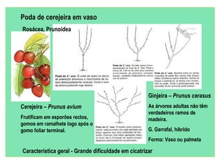 Poda de cerejeira em vaso
Rosácea, Prunoidea




                                                     Ginjeira – Prunus cerasus
Cerejeira – Prunus avium                             As árvores adultas não têm
                                                     verdadeiros ramos de
Frutificam em esporões rectos,                       madeira.
gomos em ramalhete logo após o
gomo foliar terminal.                                G. Garrafal, híbrido
                                                     Forma: Vaso ou palmeta

Característica geral - Grande dificuldade em cicatrizar
 