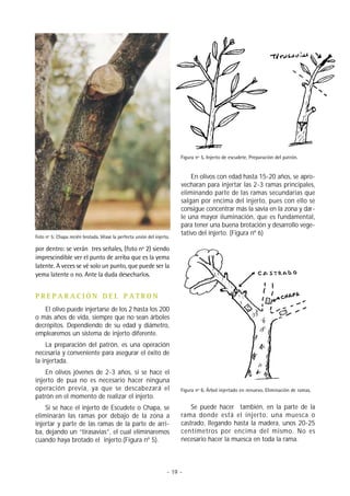 Figura nº 5. Injerto de escudete. Preparación del patrón.


                                                                            En olivos con edad hasta 15-20 años, se apro-
                                                                        vecharan para injertar las 2-3 ramas principales,
                                                                        eliminando parte de las ramas secundarias que
                                                                        salgan por encima del injerto, pues con ello se
                                                                        consigue concentrar más la savia en la zona y dar-
                                                                        le una mayor iluminación, que es fundamental,
                                                                        para tener una buena brotación y desarrollo vege-
                                                                        tativo del injerto. (Figura nº 6)
Foto nº 5: Chapa recién brotada. Véase la perfecta unión del injerto.

por dentro: se verán tres señales, (foto nº 2) siendo
imprescindible ver el punto de arriba que es la yema
latente. A veces se vé solo un punto, que puede ser la
yema latente o no. Ante la duda desecharlos.


PREPARACIÓN DEL PATRON
   El olivo puede injertarse de los 2 hasta los 200
o más años de vida, siempre que no sean árboles
decrépitos. Dependiendo de su edad y diámetro,
emplearemos un sistema de injerto diferente.
    La preparación del patrón, es una operación
necesaria y conveniente para asegurar el éxito de
la injertada.
    En olivos jóvenes de 2-3 años, si se hace el
injerto de pua no es necesario hacer ninguna
operación previa, ya que se descabezará el                              Figura nº 6. Árbol injertado en renuevo. Eliminación de ramas.
patrón en el momento de realizar el injerto.
    Si se hace el injerto de Escudete o Chapa, se                           Se puede hacer también, en la parte de la
eliminarán las ramas por debajo de la zona a                            rama donde está el injerto, una muesca o
injertar y parte de las ramas de la parte de arri-                      castrado, llegando hasta la madera, unos 20-25
ba, dejando un “tirasavias”, el cual eliminaremos                       centímetros por encima del mismo. No es
cuando haya brotado el injerto.(Figura nº 5).                           necesario hacer la muesca en toda la rama.



                                                                   - 19 -
 