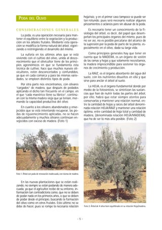 hoja/raíz, y en el primer caso tampoco se puede ser
  PODA        DEL     OLIVO                                               tan rotundo, pues será necesario realizar algunos
                                                                          pinzamientos o aclareos pero sin abusar de la poda.
CONSIDERACIONES GENERALES                                                     Es necesario tener un conocimiento de la fi-
                                                                          siología del árbol, es decir, del papel que desem-
    La poda, es una operación necesaria para man-
                                                                          peñan los principales órganos del mismo, pues de
tener el equilibrio entre la vegetación y la produc-
                                                                          no ser así, no es posible percatarse del alcance de
ción en los árboles frutales. Mediante esta opera-
                                                                          la supresión por la poda de parte de la planta, es-
ción se modifica la forma natural del árbol, vigori-
zando o restringiendo el desarrollo del mismo.                            pecialmente en el olivo, dada su larga vida.

    La euforia en los últimos años que se está                                Como principios generales hay que tener en
viviendo con el cultivo del olivo, unida al desco-                        cuenta que la MADERA, es un órgano de sostén
nocimiento que el olivicultor tiene de los princi-                        de las ramas y hojas y que solamente necesitamos,
pios agronómicos en que se fundamenta esta                                la madera imprescindible para sostener los órga-
técnica de cultivo, hace que muchos nuevos oli-                           nos de crecimiento y producción.
vicultores, estén desconcertados y confundidos,                               La RAIZ, es el órgano absorbente del agua del
ya que en cada comarca y para las mismas varie-
                                                                          suelo, con los nutrientes disueltos en ella y que
dades, se empleen distintos tipos de poda.
                                                                          sirve para anclar el árbol al suelo.
    Por otra parte nos encontramos, con olivares
                                                                               La HOJA, es el órgano fundamental donde por
“cargados” de madera, que después de podados
aplicando el dicho tan frecuente en el campo, en                          medio de la fotosíntesis, se sintetizan las sustan-
el que “cada maestrico tiene su librico”, continú-                        cias que han de nutrir todas las partes del árbol,
an con la misma madera vieja que ya tenían, mer-                          por ello, habrá que estar siempre atentos para
mando la capacidad productiva del olivo.                                  conservarlas y mantener una relación normal, en-
                                                                          tre la cantidad de hojas y raíces del árbol denomi-
    En cuanto a los olivares abandonados y enve-                          nada relación HOJA/RAIZ y mantener una relación
jecidos que se está intentando recuperar, las po-                         óptima, entre cantidad de hoja total y cantidad de
das de rejuvenecimiento aplicadas, no se hacen                            madera, (denominada relación HOJA/MADERA),
adecuadamente y muchos olivares continúan en-                             que ha de ser lo más alta posible. (Foto 2)
vejecidos con exceso de madera. (Foto 1)




Foto 1. Árbol con poda de renovación inadecuada, con exceso de madera.


    En las nuevas plantaciones que se están reali-
zando, no siempre se están podando de manera ade-
cuada, ya que el agricultor recibe de su entorno, in-
formación tan contradictoria como, que no se deben
de podar nada en los primeros años, o que se deben
de podar desde el principio, buscando la formación
del olivo como en otros frutales. Esto último no se
debe de hacer, pues se rompe la necesaria relación                        Foto 2. Árbol de 4 años bien equilibrado en su relación Hoja/madera.




                                                                    -5-
 