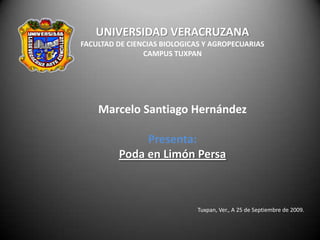 UNIVERSIDAD VERACRUZANA FACULTAD DE CIENCIAS BIOLOGICAS Y AGROPECUARIAS CAMPUS TUXPAN Marcelo Santiago Hernández Presenta: Poda en Limón Persa Tuxpan, Ver., A 25 de Septiembre de 2009. 