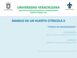 UNIVERSIDAD VERACRUZANAFACULTAD DE CIENCIAS BIOLOGICAS Y AGROPECUARIAS CAMPUS TUXPAN, VER. MANEJO DE UN HUERTOCITRICOLA II “PODAS EN MANDARINAS” CATEDRATICO: ING. ALFREDO GONZALES CASTRO ALUMNO:                                       MARCELO SANTIAGO HERNANDEZ Tuxpan de Rodriguez Cano a 01 de Septiembre de 2009. 