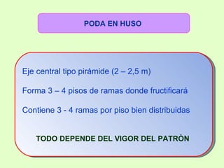Eje central tipo pirámide (2 – 2,5 m) Forma 3 – 4 pisos de ramas donde fructificará Contiene 3 - 4 ramas por piso bien distribuidas  TODO DEPENDE DEL VIGOR DEL PATRÒN   PODA EN HUSO   