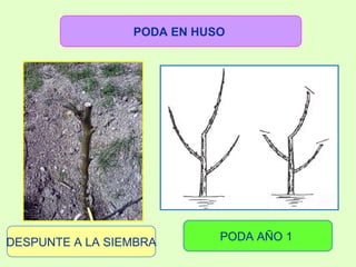 DESPUNTE A LA SIEMBRA PODA EN HUSO   PODA AÑO 1  