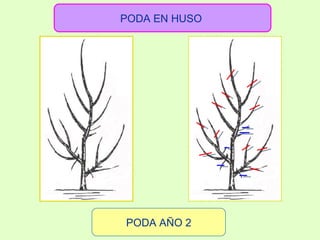 PODA AÑO 2 PODA EN HUSO  