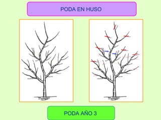 PODA EN HUSO  PODA AÑO 3  