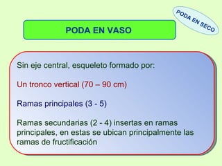 PODA EN VASO   PODA EN SECO Sin eje central, esqueleto formado por: Un tronco vertical (70 – 90 cm) Ramas principales (3 - 5)  Ramas secundarias (2 - 4) insertas en ramas principales, en estas se ubican principalmente las ramas de fructificación 