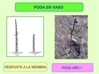 PODA EN VASO   DESPUNTE A LA SIEMBRA PODA AÑO 1  