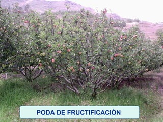 PODA DE FRUCTIFICACIÒN   
