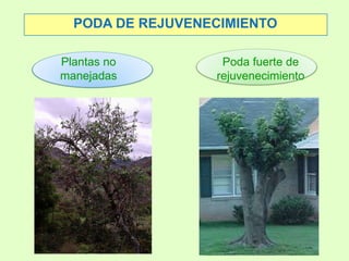 PODA DE REJUVENECIMIENTO Plantas no manejadas Poda fuerte de rejuvenecimiento 