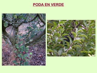 PODA EN VERDE 