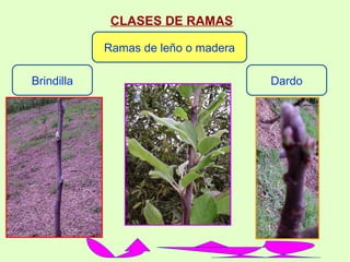 CLASES DE RAMAS   Brindilla Dardo Ramas de leño o madera 