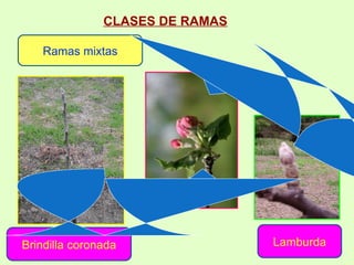 CLASES DE RAMAS   Ramas mixtas Brindilla coronada Lamburda 