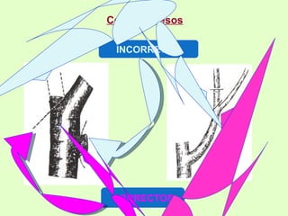 Cortes   gruesos CORRECTOS INCORRECTO 