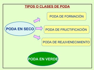 TIPOS O CLASES DE PODA PODA DE FORMACIÒN PODA DE FRUCTIFICACIÒN  PODA DE REJUVENECIMIENTO PODA EN SECO PODA EN VERDE 